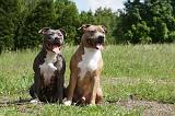 AMSTAFF ADULT 468